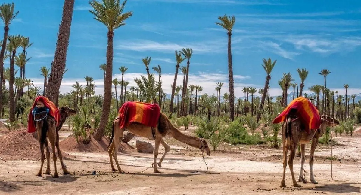 Le Joyau Du Centre Ville - Marrakech مراكش شقة